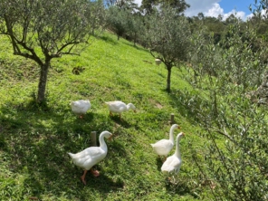 Foto de Guiacunhacibele em Cunha, SP por Solutudo