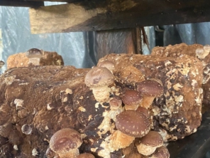 Foto de Guiacunhacibele em Cunha, SP por Solutudo