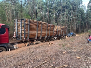 Foto de Madeireira Eucaliptus em Petrolina, PE por Solutudo