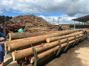 Foto de Madeireira Eucaliptus em Petrolina, PE por Solutudo