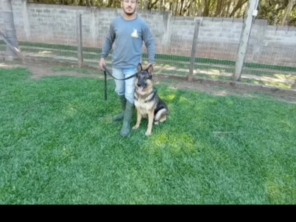 Foto de Castro Treinador - Centro de Treinamento de Cães em Bauru, SP por Solutudo