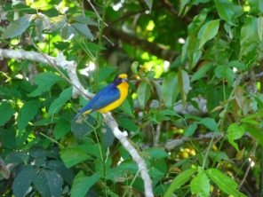 Foto de Iguazu Explorer em Foz do Iguaçu, PR por Solutudo