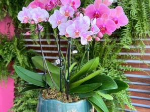 Foto de Flor de Lis - Floricultura e Presentes em Santa Cruz do Rio Pardo, SP por Solutudo