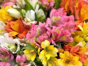 Foto de Flor de Lis - Floricultura e Presentes em Santa Cruz do Rio Pardo, SP por Solutudo