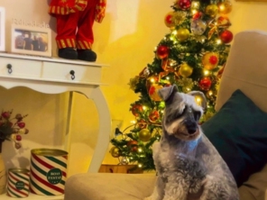 Foto de Casa do Totó Hotelzinho e Creche Pet em Botucatu, SP por Solutudo