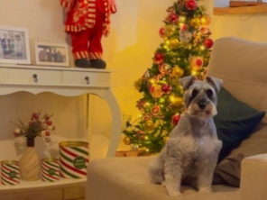 Foto de Casa do Totó Hotelzinho e Creche Pet em Botucatu, SP por Solutudo