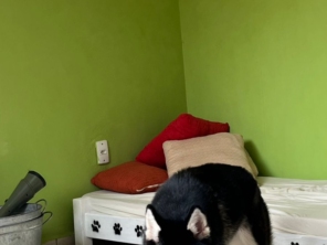 Foto de Casa do Totó Hotelzinho e Creche Pet em Botucatu, SP por Solutudo