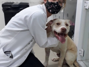 Foto de Thiessa Pet House - Veterinária em Domicílio em Botucatu, SP por Solutudo