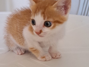 Foto de Dra Luanda veterinária domiciliar em Botucatu, SP por Solutudo