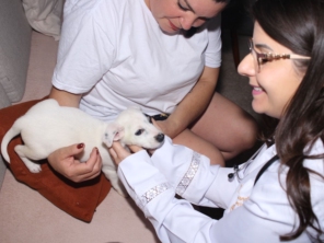 Foto de Dra Luanda veterinária domiciliar em Botucatu, SP por Solutudo