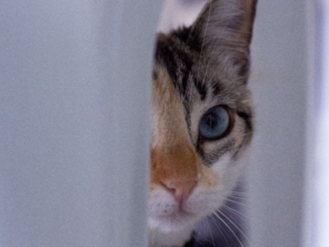 Foto de Dra Luanda veterinária domiciliar em Botucatu, SP por Solutudo