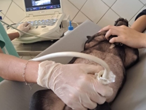 Foto de Dra Luanda veterinária domiciliar em Botucatu, SP por Solutudo