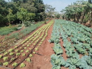 Foto de Hortaliças Emidio em Pederneiras, SP por Solutudo