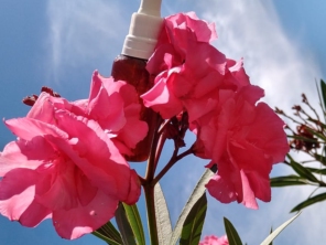 Foto de Flores da Vida - Floral de Bach em São Manuel, SP por Solutudo