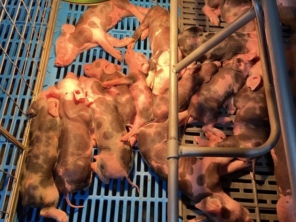 Foto de Granja Peniel em Castanhal, PA por Solutudo