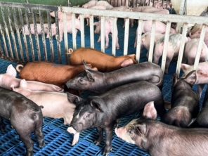 Foto de Granja Peniel em Castanhal, PA por Solutudo