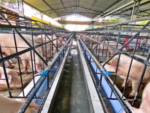 Foto de Granja Peniel em Castanhal, PA por Solutudo
