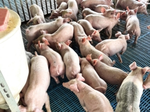 Foto de Granja Peniel em Castanhal, PA por Solutudo