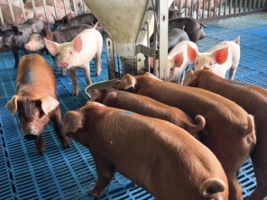Foto de Granja Peniel em Castanhal, PA por Solutudo