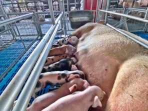 Foto de Granja Peniel em Castanhal, PA por Solutudo