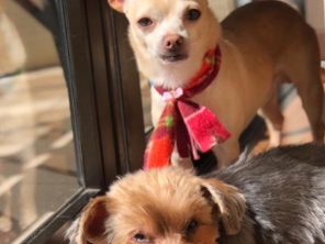 Foto de Lu Maciel - Pet Sitter e Hospedagem de Pets em Itápolis, SP por Solutudo