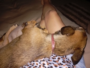 Foto de Lu Maciel - Pet Sitter e Hospedagem de Pets em Itápolis, SP por Solutudo