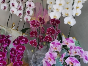 Foto de Haná Flores & Presentes em Santa Cruz do Rio Pardo, SP por Solutudo