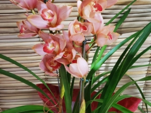 Foto de Haná Flores & Presentes em Santa Cruz do Rio Pardo, SP por Solutudo
