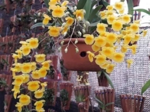 Foto de Orquidário Agregatum em Santa Cruz do Rio Pardo, SP por Solutudo