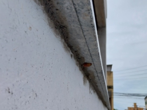 Foto de FB Pinturas e Acabamentos em Guarapari, ES por Solutudo