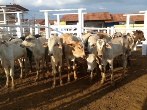 Foto de Transpress - Transporte Expresso em Altamira, PA por Solutudo
