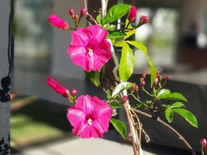 Foto de Espaço Orquídea Bambú em Paulínia, SP por Solutudo