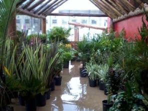 Foto de D'Coração Jardinagem em Pederneiras, SP por Solutudo