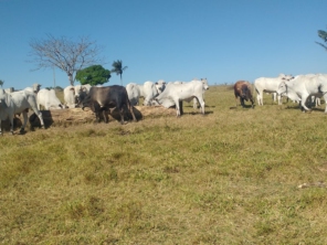 Foto de Jornal Extra de Rondônia em Vilhena, RO por Solutudo