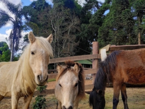 Foto de Fazenda Angolana em São Roque, SP por Solutudo