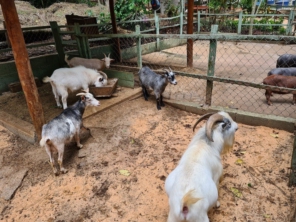 Foto de Fazenda Angolana em São Roque, SP por Solutudo