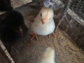 Foto de lunes aves em Cotia, SP por Solutudo