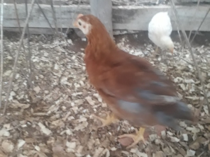 Foto de lunes aves em Cotia, SP por Solutudo
