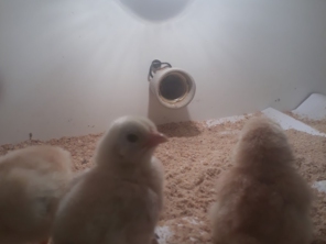 Foto de lunes aves em Cotia, SP por Solutudo