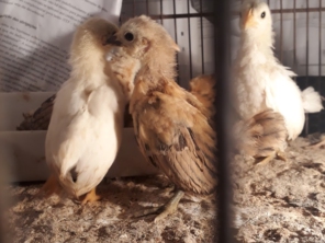 Foto de lunes aves em Cotia, SP por Solutudo