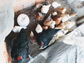 Foto de lunes aves em Cotia, SP por Solutudo