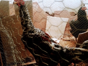 Foto de lunes aves em Cotia, SP por Solutudo