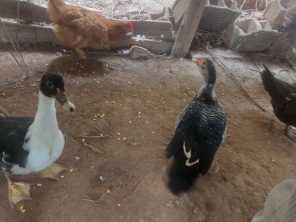 Foto de lunes aves em Cotia, SP por Solutudo