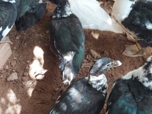 Foto de lunes aves em Cotia, SP por Solutudo