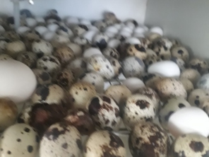 Foto de lunes aves em Cotia, SP por Solutudo