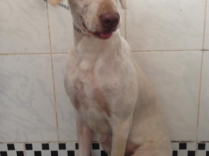 Foto de Pet Stop em Tatuí, SP por Solutudo