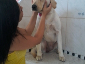 Foto de Pet Stop em Tatuí, SP por Solutudo