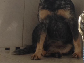 Foto de Pet Stop em Tatuí, SP por Solutudo