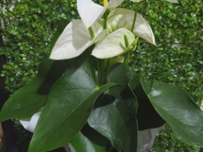 Foto de Penha Garden em São Paulo, SP por Solutudo