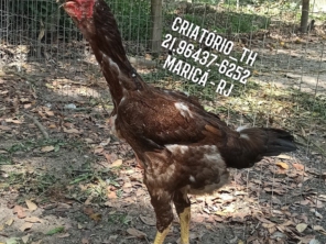 Foto galeria da empresa